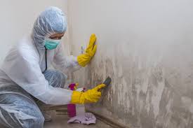 Why You Should Choose Our Mold Remediation Services in Edgewater, CO